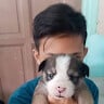 AdalemGabrielDiegoS