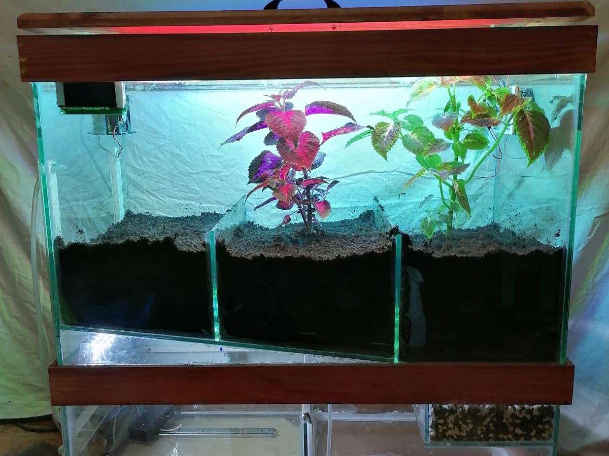 display image