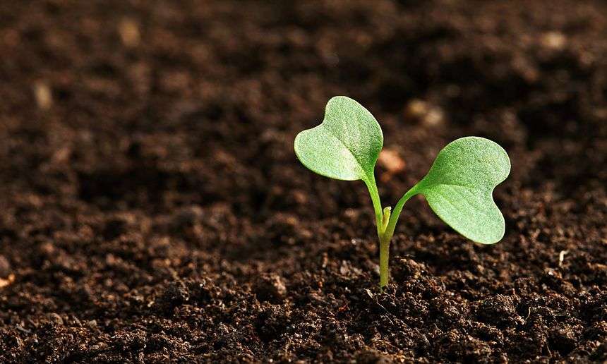 soil
